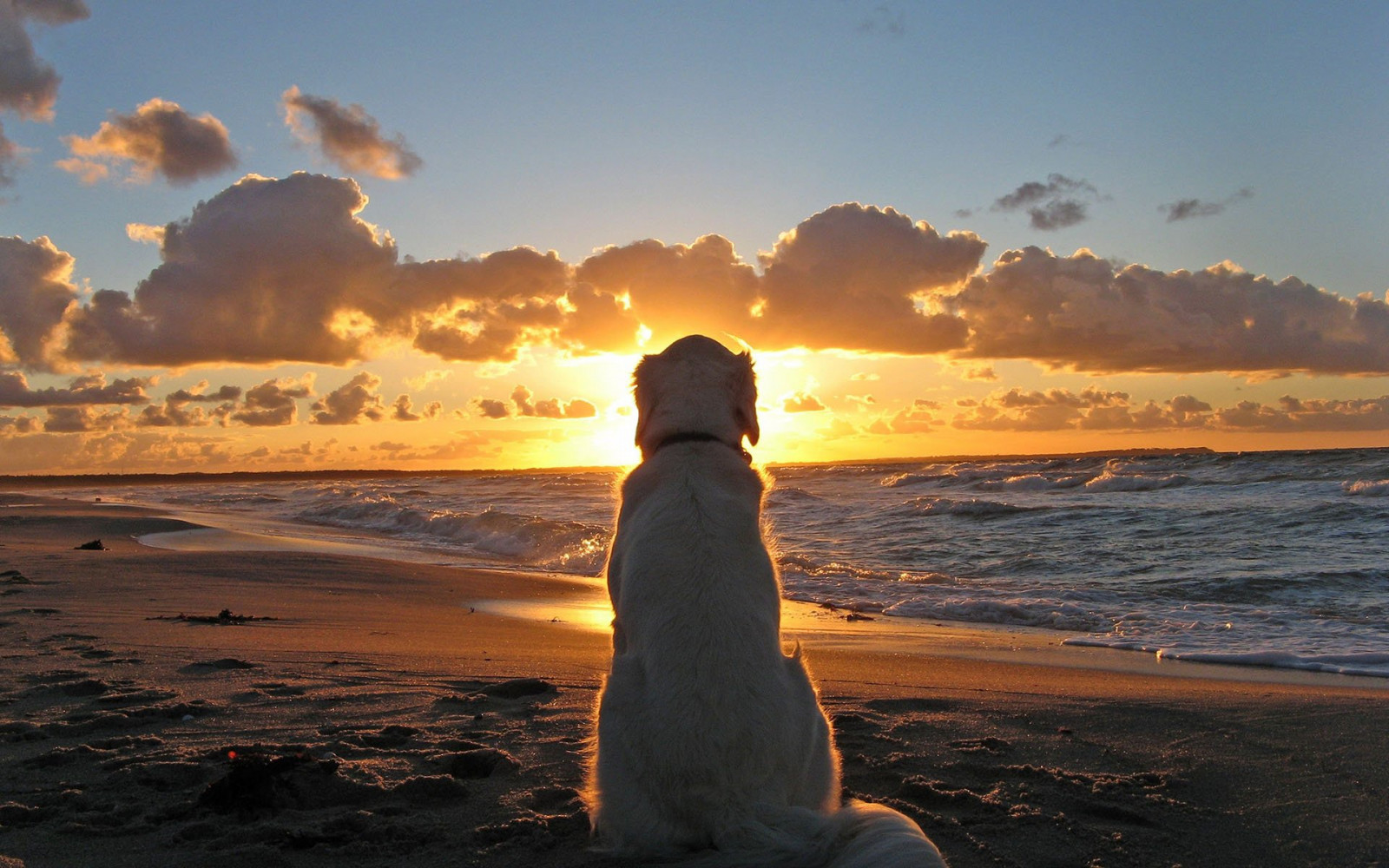 1920x1200_px_beach_Beauty_clouds_cute_dog_Pet_sea-1641215.jpg : 간만에 ...